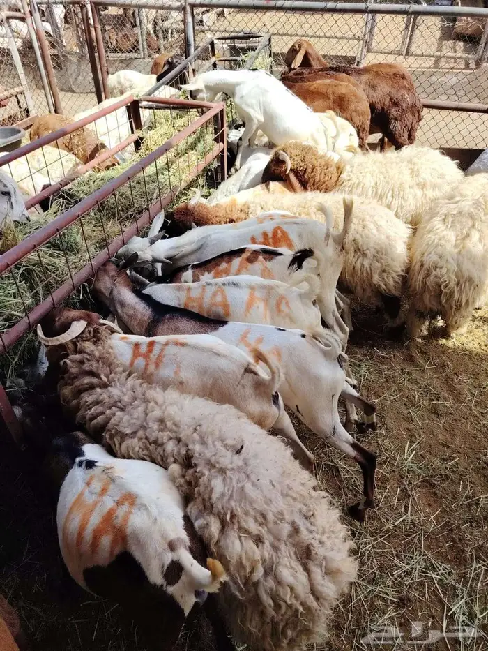 سواكن حمري برابر تيوس مرابي للتفريد والجملة 4