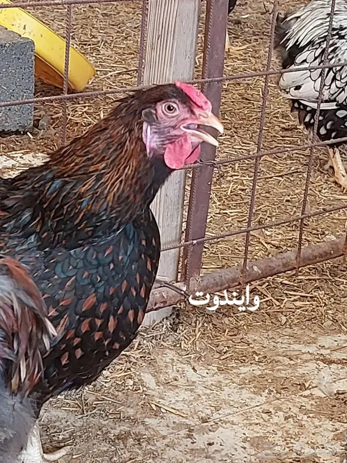 بيض دجاج وايندوت نوادر أوروبا 12