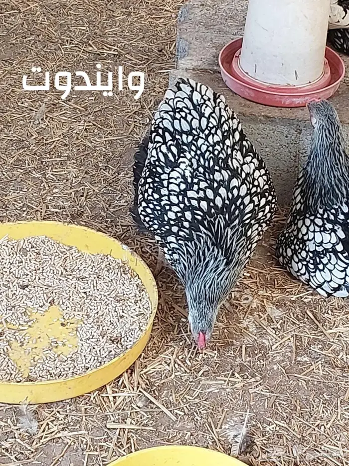 بيض دجاج وايندوت نوادر أوروبا 4