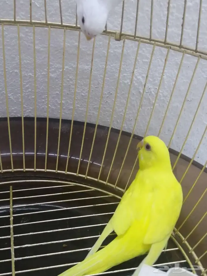 بادجي هولندي. 2