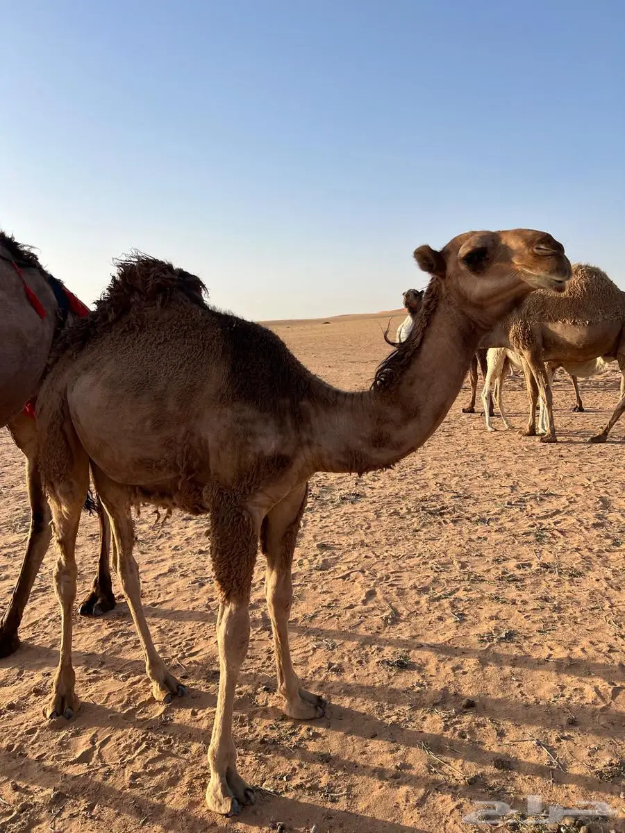 بكره حمراء باتليه 0