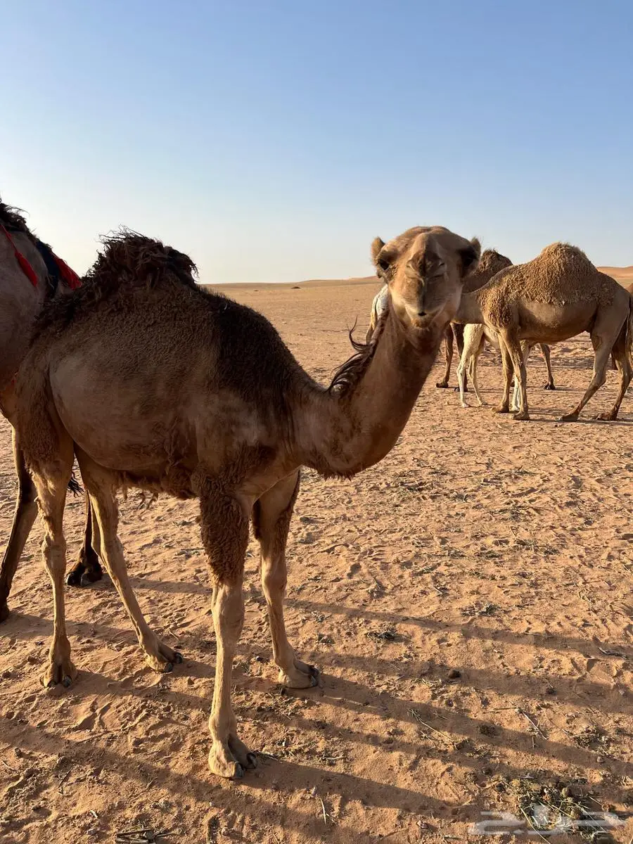 بكره حمراء باتليه 1