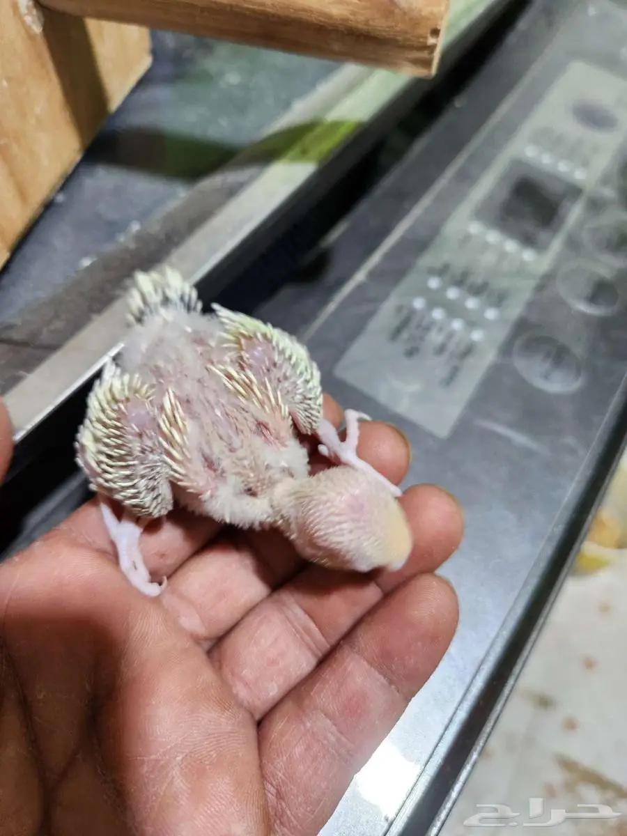 فروخ بادجي 7