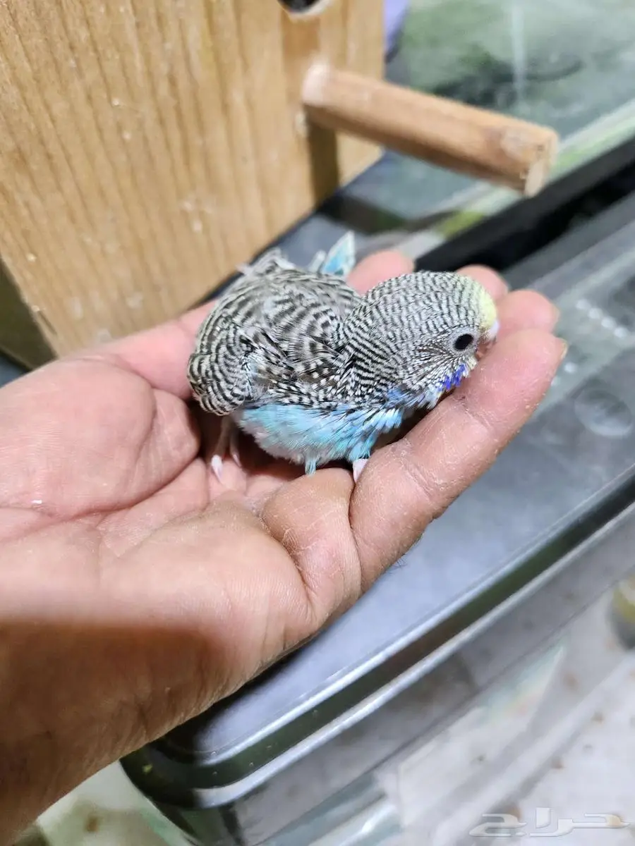 فروخ بادجي 5