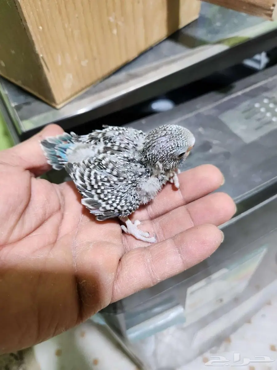 فروخ بادجي 4