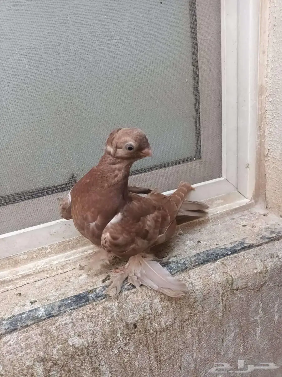 اوزبك شباب 5