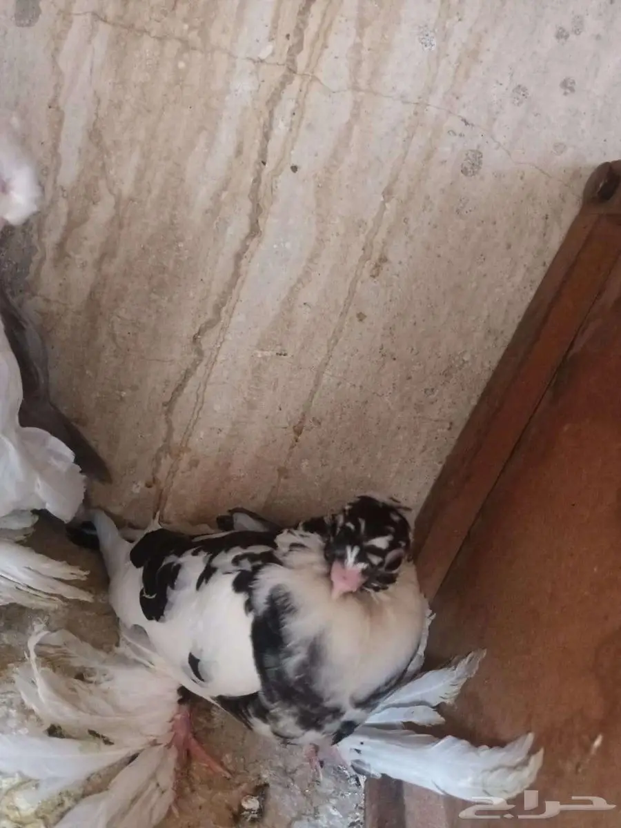 اوزبك شباب 6