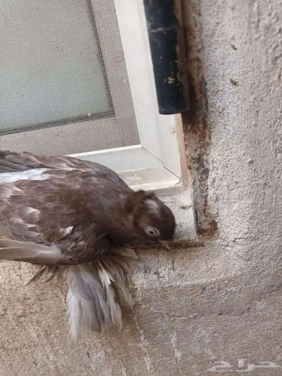 اوزبك شباب 2