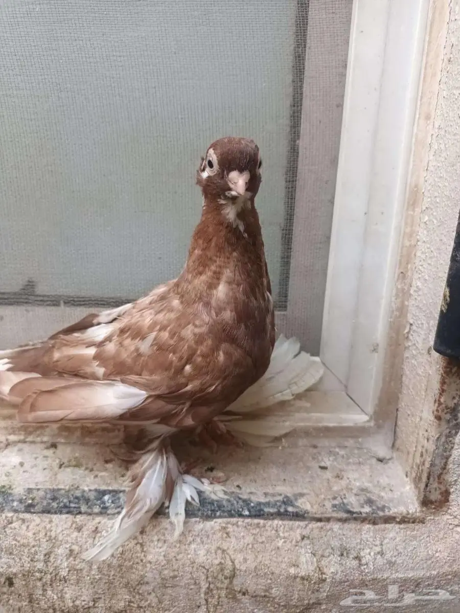 اوزبك شباب 0
