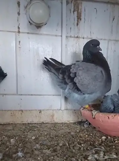شغل فرش حوامل لافندر بولده 1
