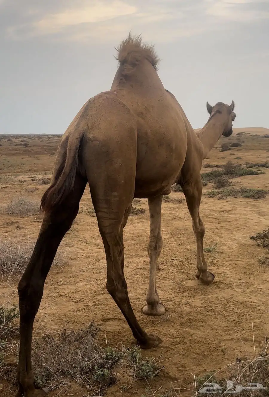 قعود ساحلي 1