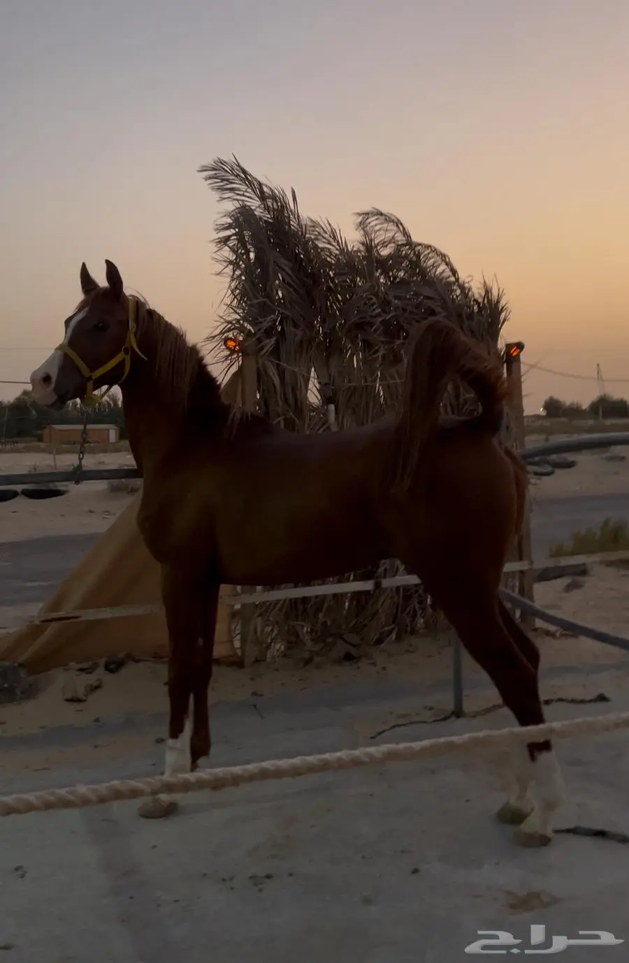 حصان واهو اشقر 0