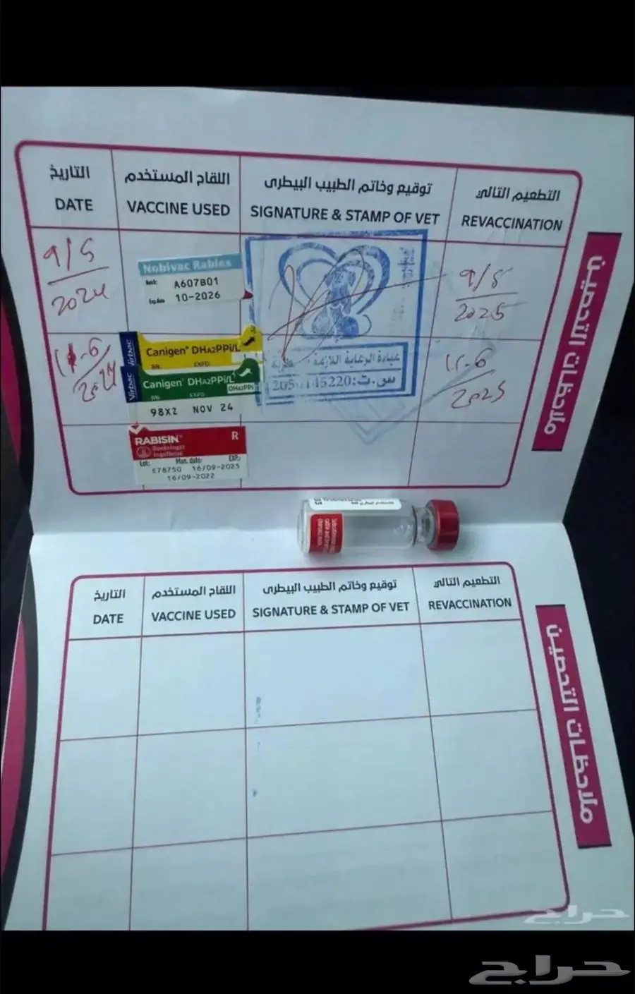 كلب هاسكي 3
