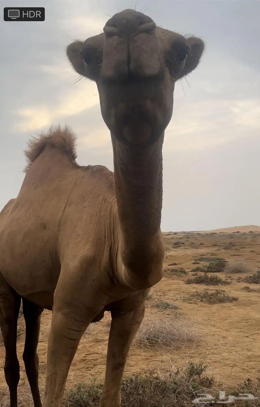 قعود ساحلي 0