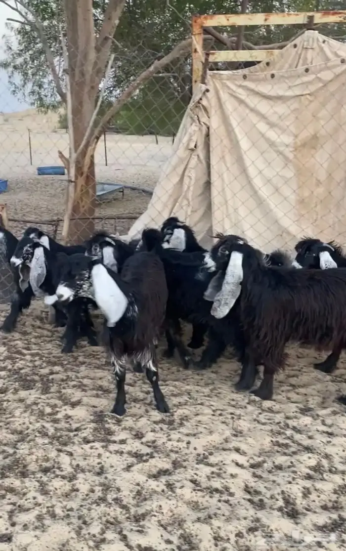 جفار خصم مقنوي 1