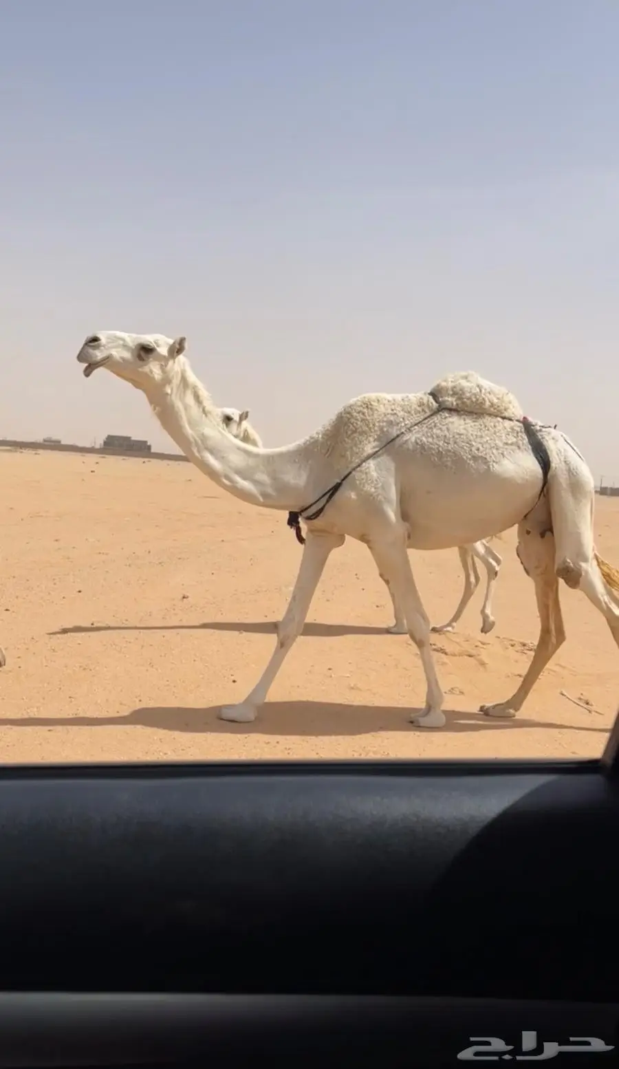 عشرا وضحا كفو 0