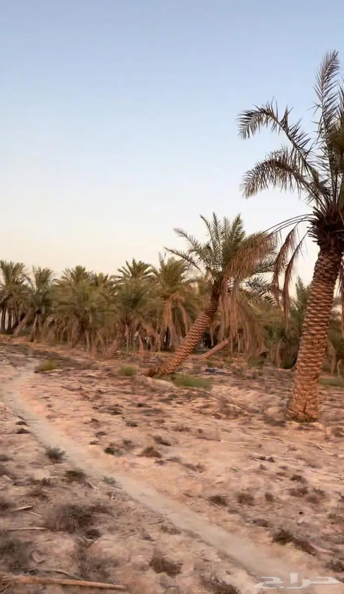 مزرعة مميزة للبيع في الغويبة الأحساء 2