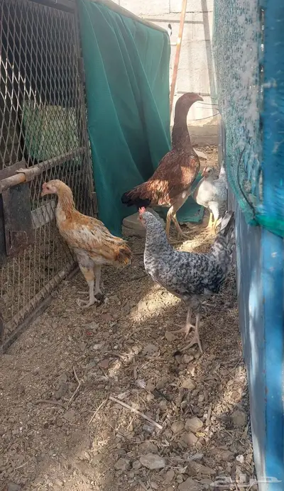 دجاجه باكستاني 1