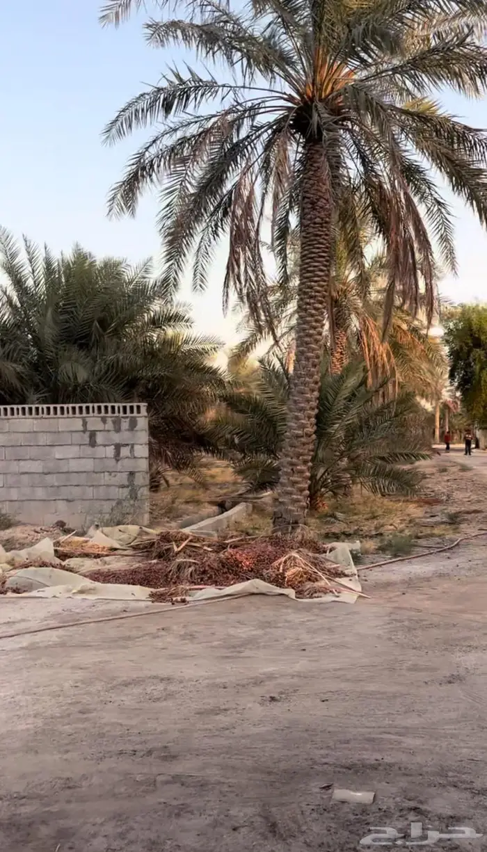 مزرعة مميزة للبيع في الغويبة الأحساء 6