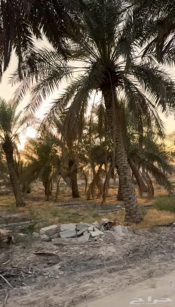 مزرعة مميزة للبيع في الغويبة الأحساء 0