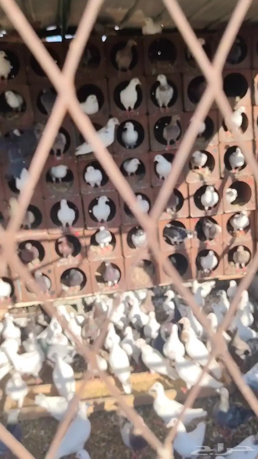 حمام للبيع 3