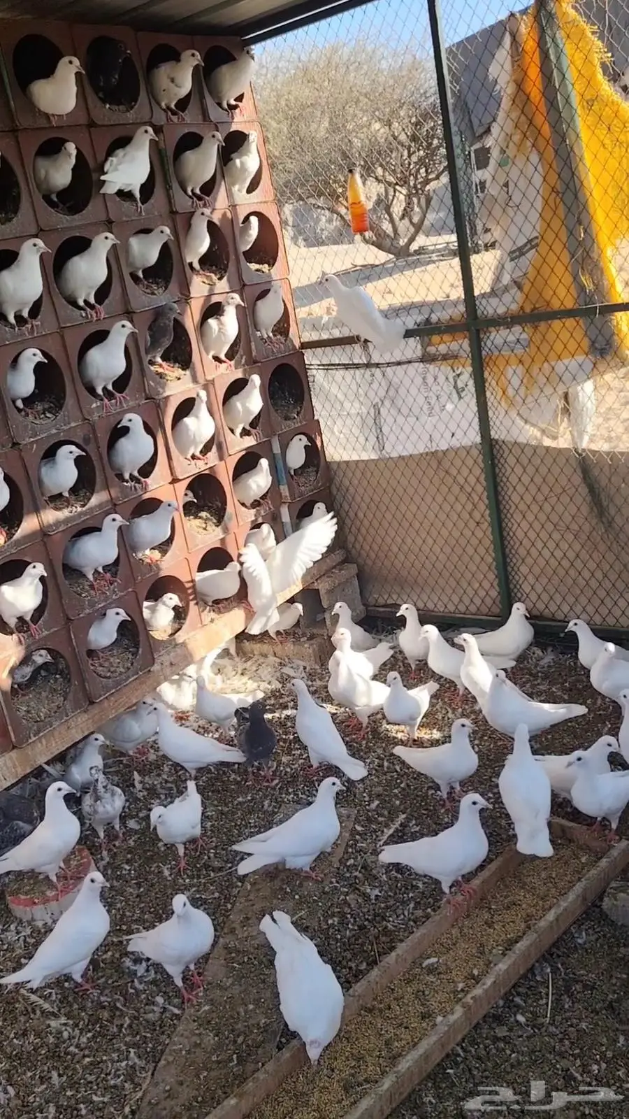 حمام للبيع 6