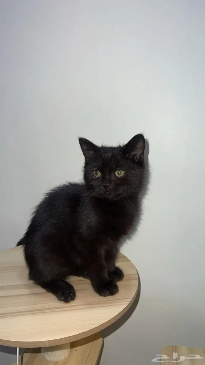 قطة ذكر للبيع السعر 300 2
