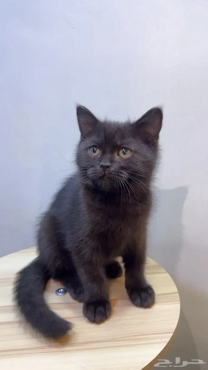 قطة ذكر للبيع السعر 300 0