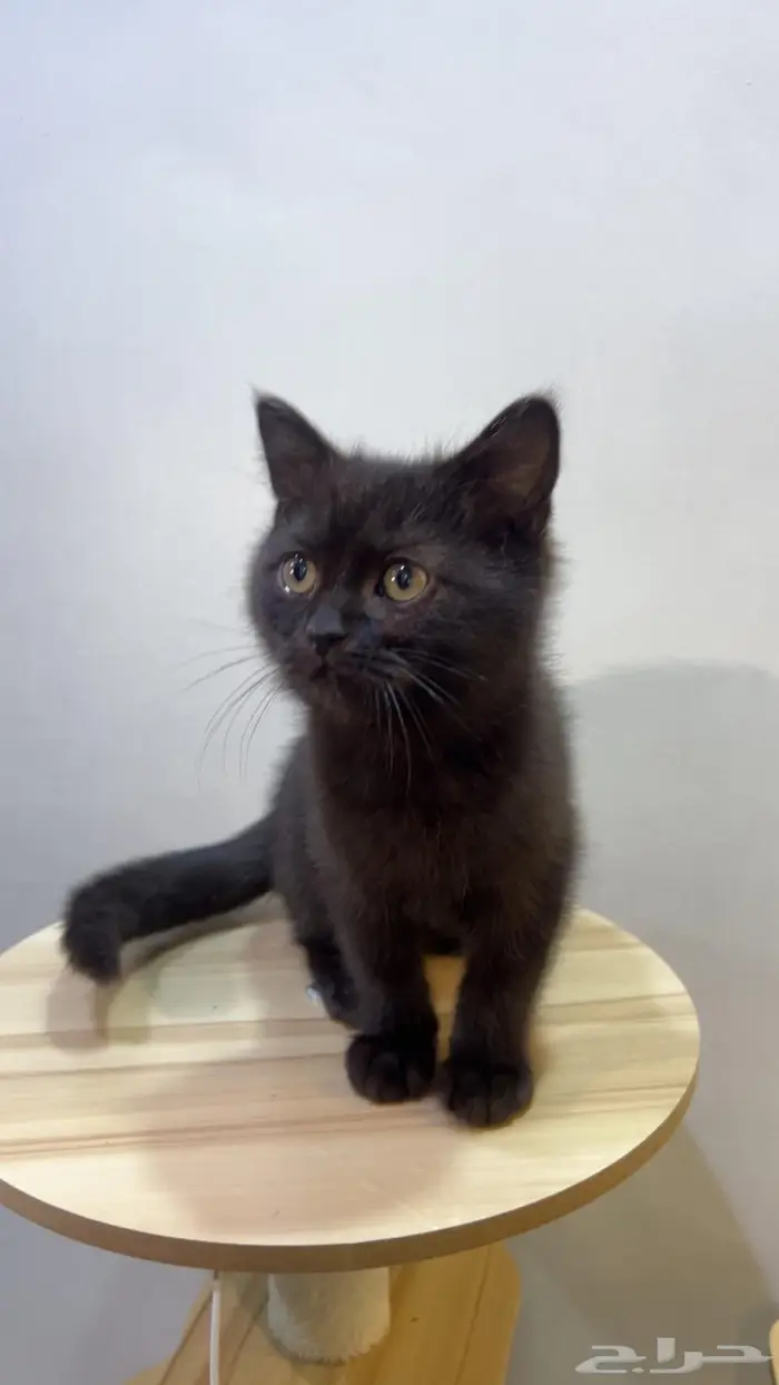 قطة ذكر للبيع السعر 300 3