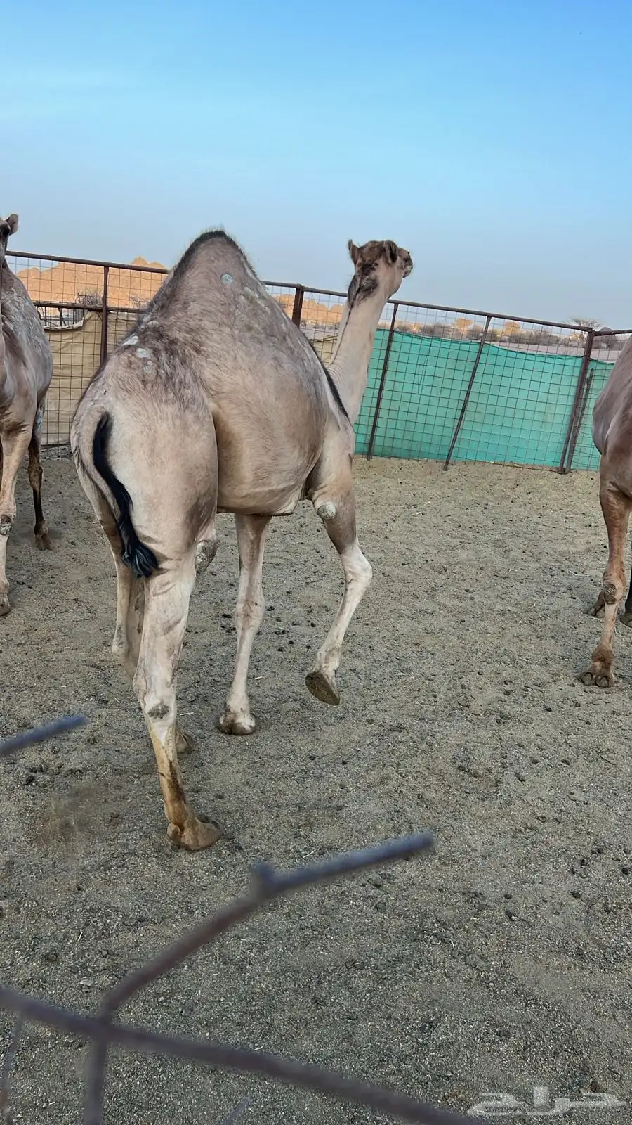 قعود. 0