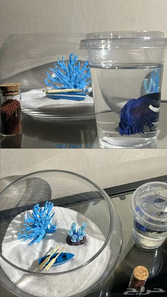 اسماك فايتر ( زينه مع التنسيق ) 8