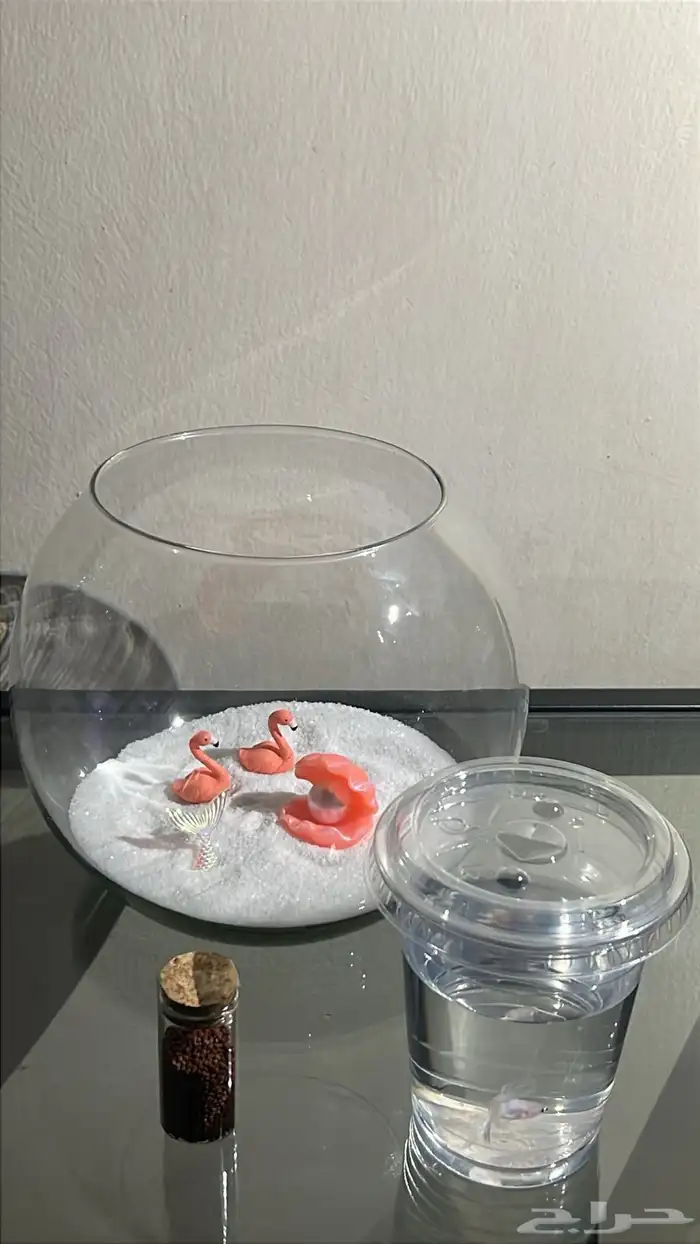 اسماك فايتر ( زينه مع التنسيق ) 7