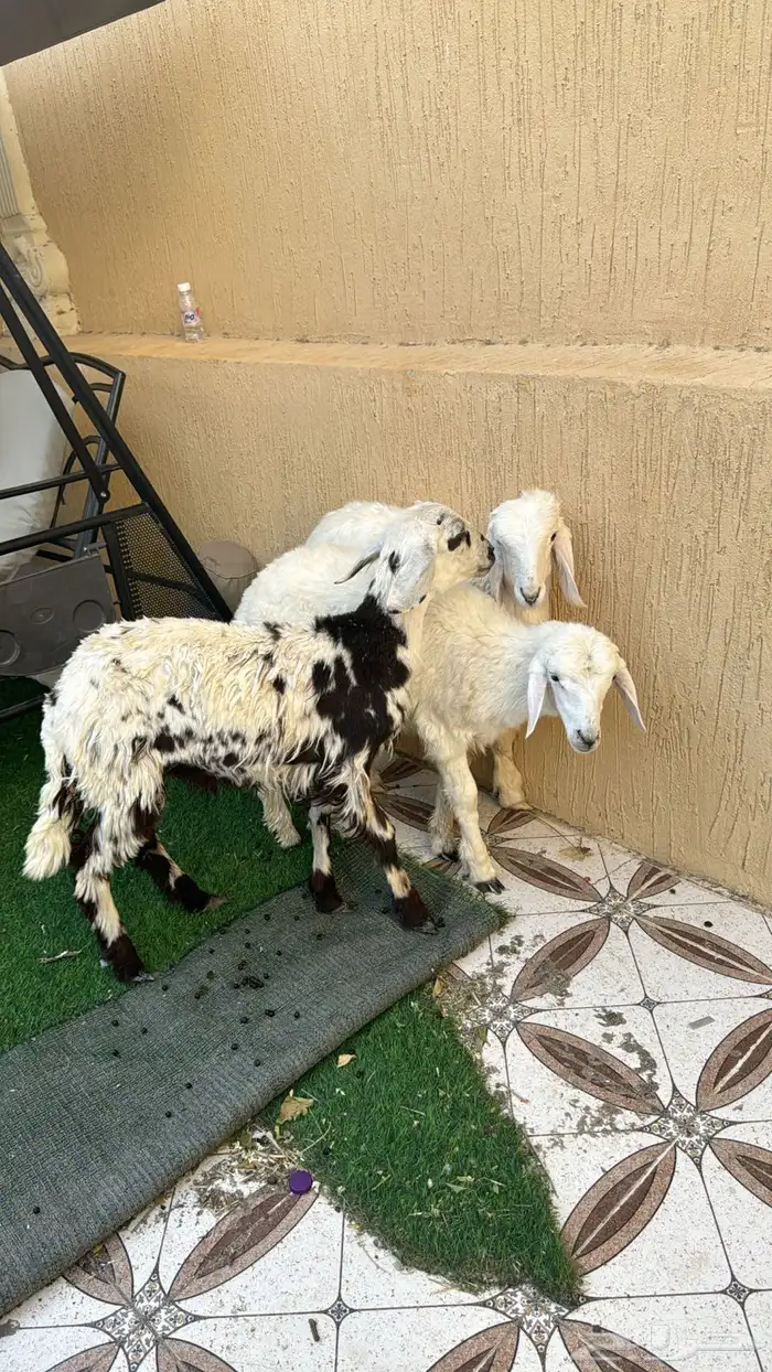 بهم وا دجاج وا جوز حمام كنق 4