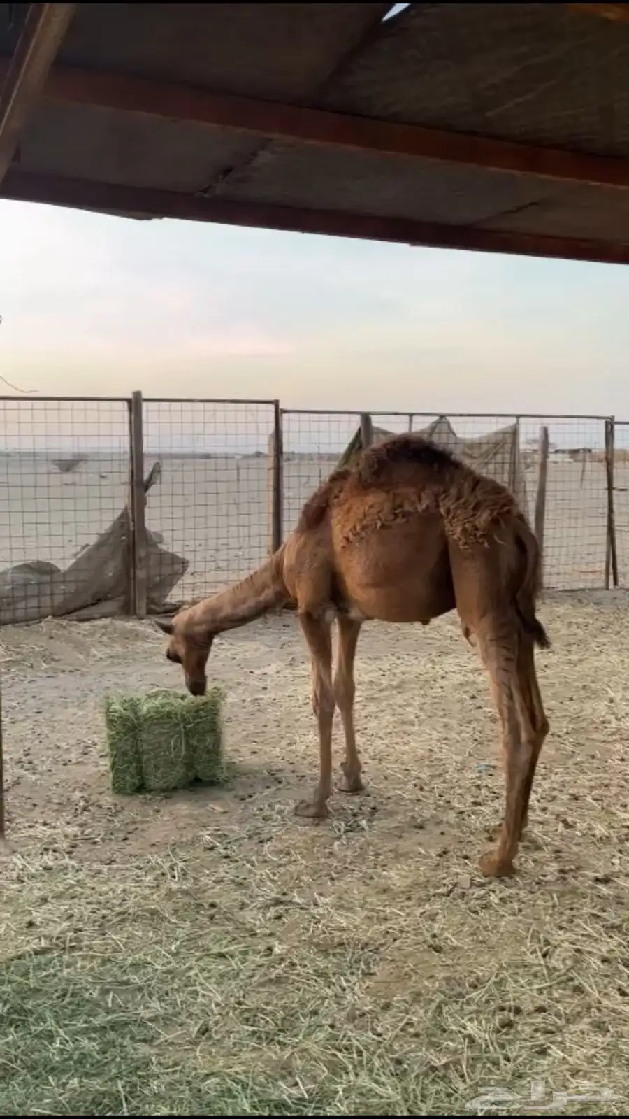 السلام عليكم 0