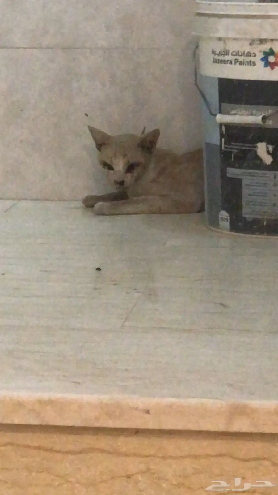 بسه مصابه بالعمى 0