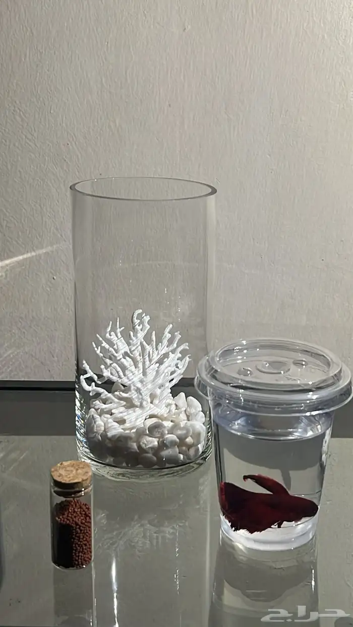 اسماك فايتر ( زينه مع التنسيق ) 3