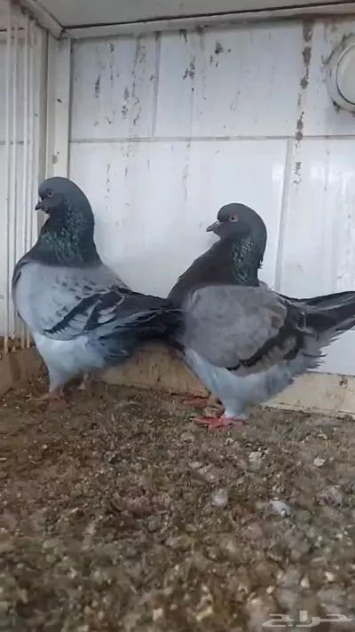 شغل فرش حوامل لافندر بولده 2