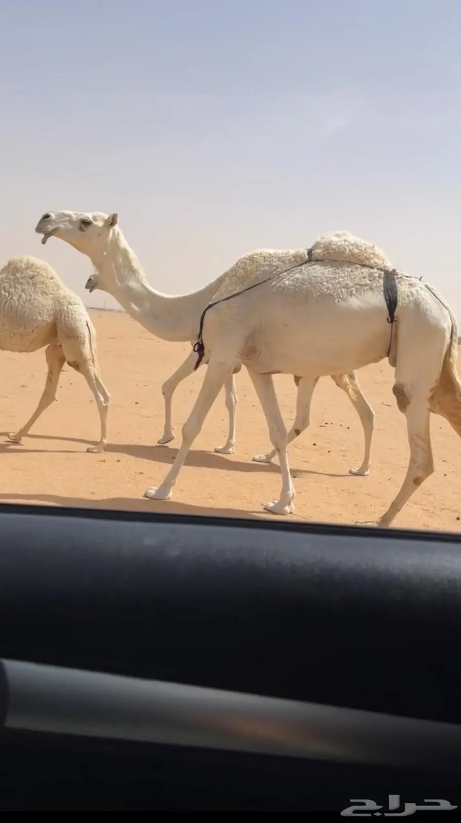 عشرا وضحا كفو 1
