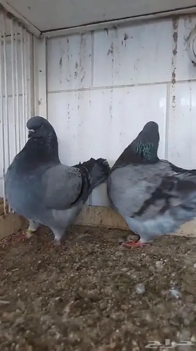 شغل فرش حوامل لافندر بولده 3