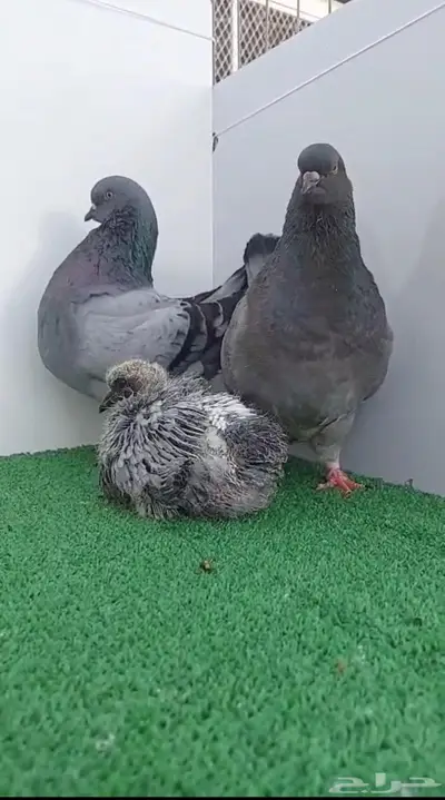 شغل فرش حوامل لافندر بولده 4
