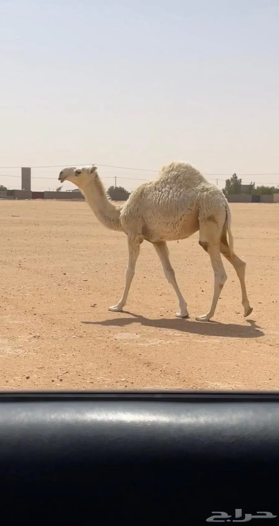 عشرا وضحا كفو 2