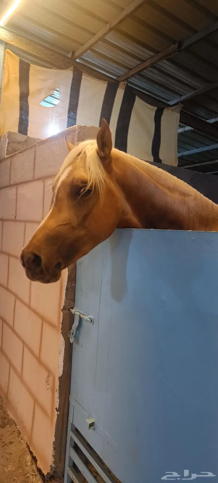 مهره من النوادر جميله اللون والعين كرستال الصلاة ع النبي 8