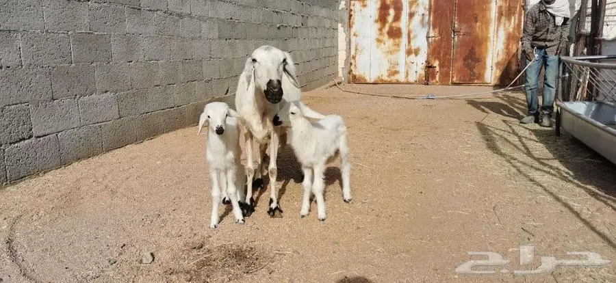نعجه متبع كفو عليها رخلتين 1