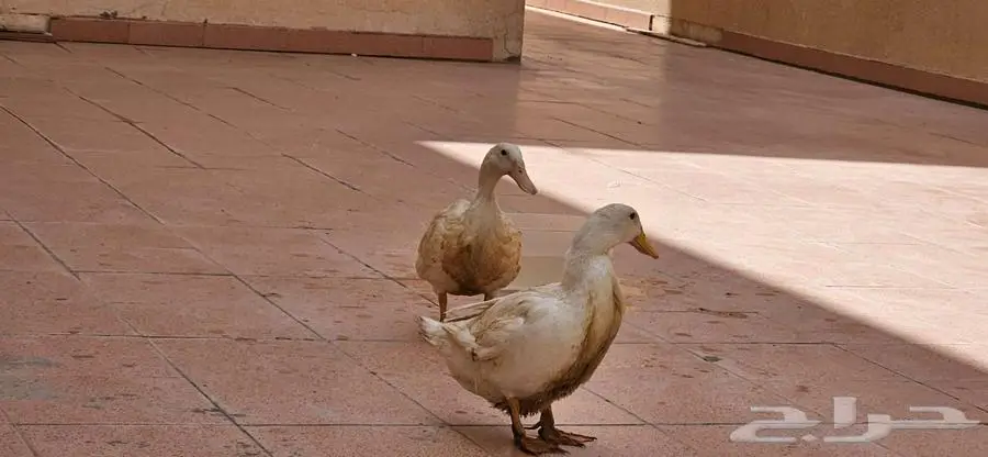 بط بكيني بياض مع نصف كيس علف 3