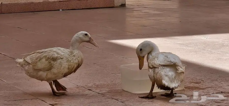 بط بكيني بياض مع نصف كيس علف 0