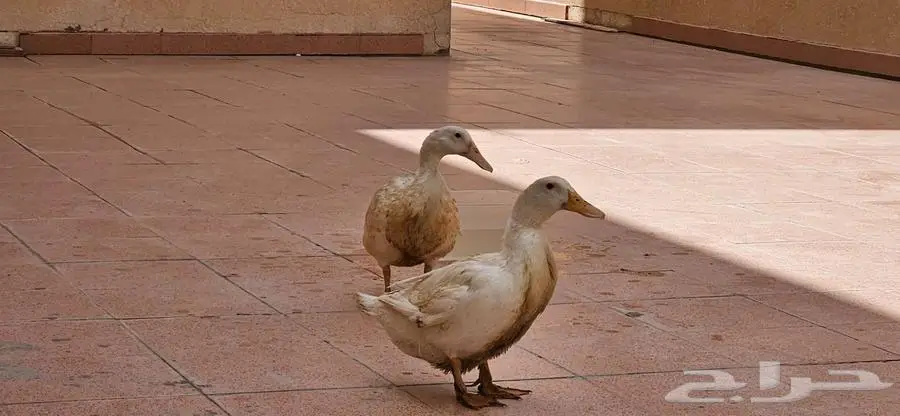 بط بكيني بياض مع نصف كيس علف 4