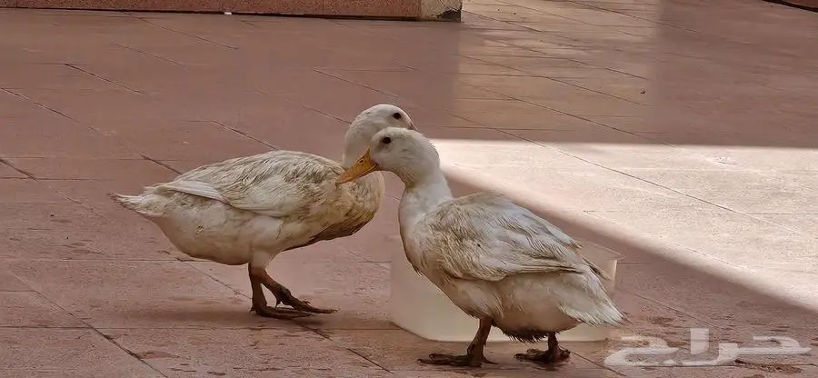 بط بكيني بياض مع نصف كيس علف 2