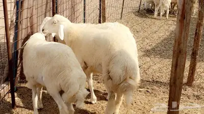 ذبائح الجزيرة.. مع التوصيل الاعلى تقييم في الموقع 36