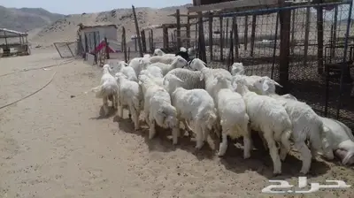 ذبائح الجزيرة.. مع التوصيل الاعلى تقييم في الموقع 3