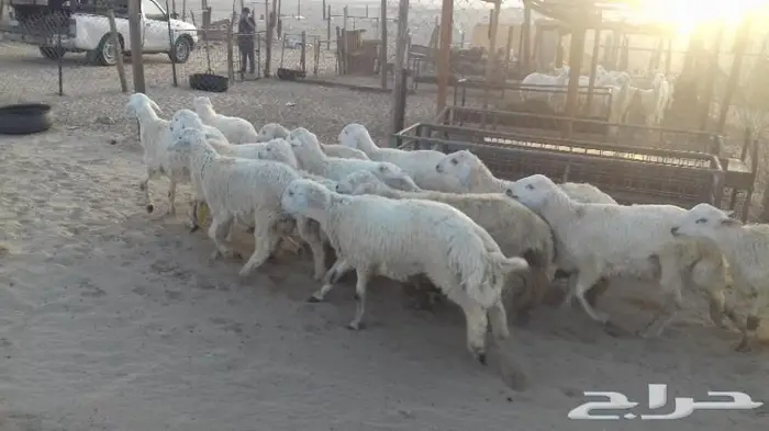 ذبائح الجزيرة.. مع التوصيل الاعلى تقييم في الموقع 1